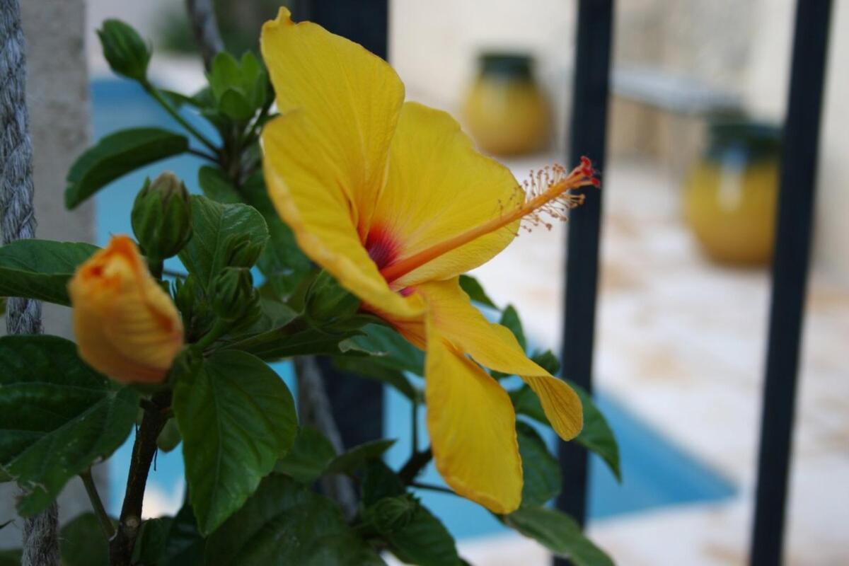 Maison Pelissier Bed And Breakfast With Sweeming Pool Cuxac-dʼAude Εξωτερικό φωτογραφία